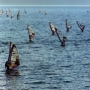 1995 Holsten Szörfvilágbajnokság